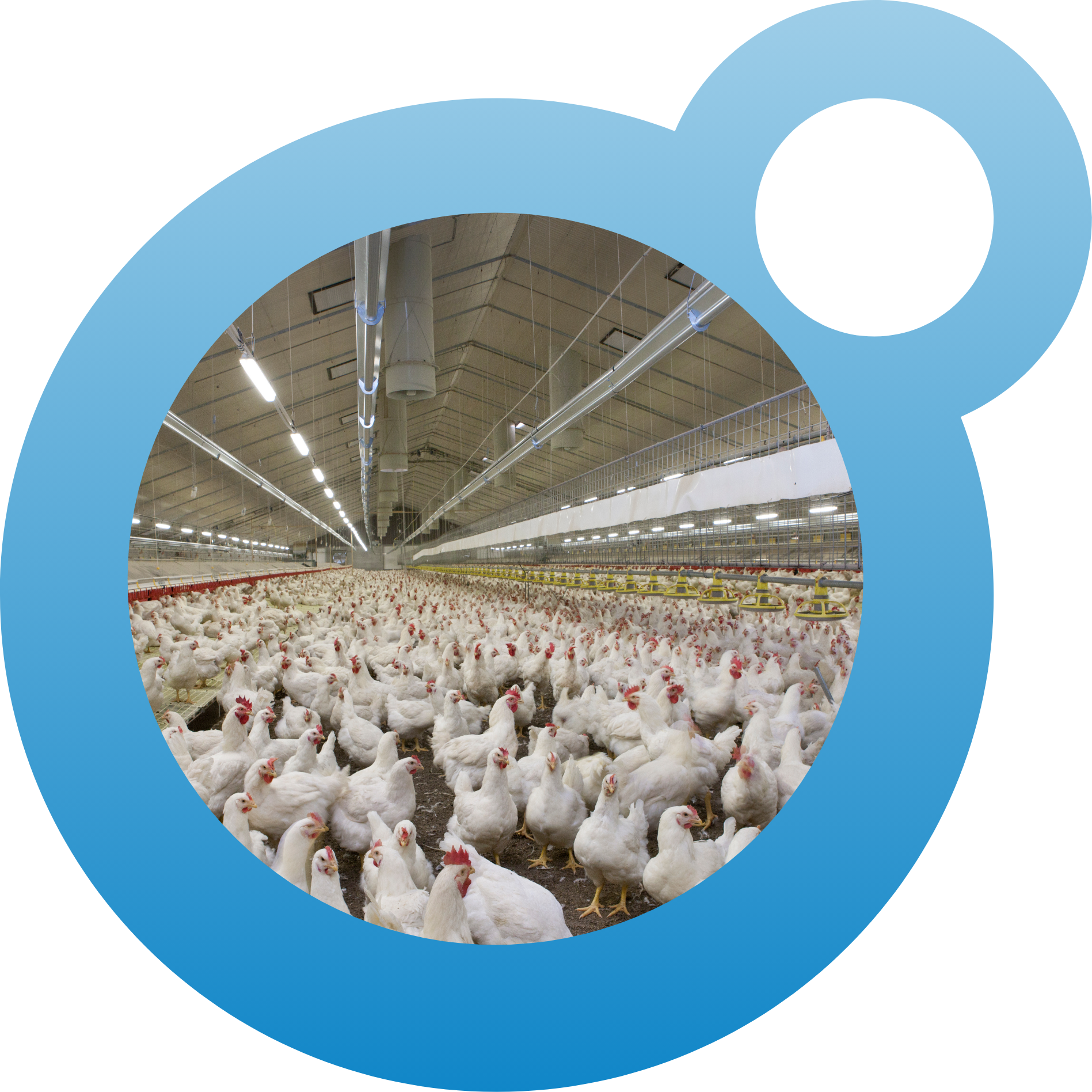 Poultry cleaning solutions