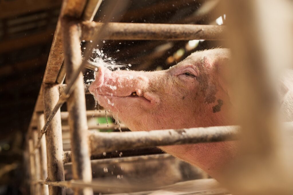 Water system cleaner pigs