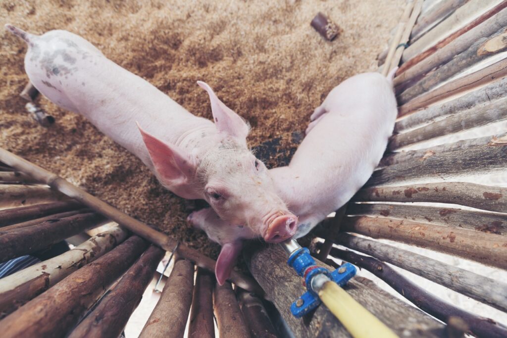 Water system cleaning pigs